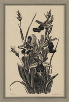 KG 09558
          <br/>
          Wilde orchidee
          <br/>
          <em>Gelder, Dirk van (1907-1990)</em>